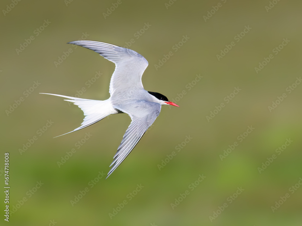 Fototapeta premium Arctic Tern in Flight Against Soft Blur Background
