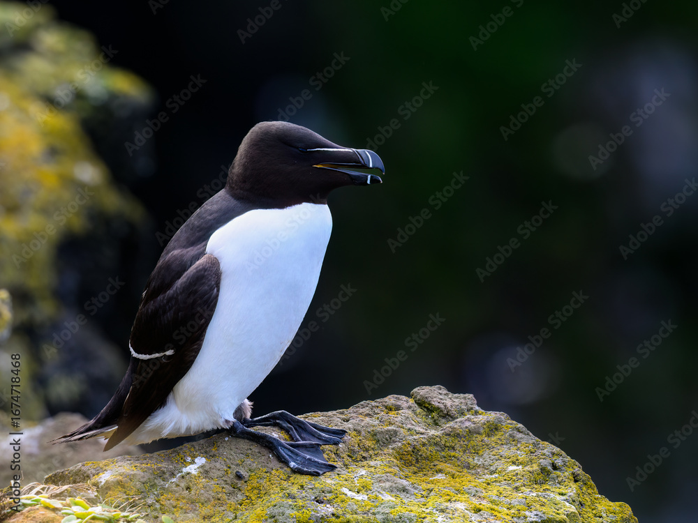 Naklejka premium Razorbill Perched on Rocky Cliff with Green Background