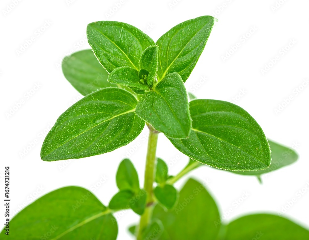Obraz premium Close-up of fresh oregano leaves