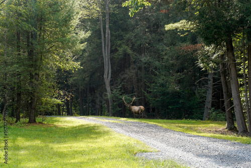 Large bull elk along a gravel driveway. Nature, Pennsylvania elk.