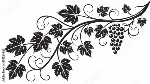 Vintage black and white grape vine illustration with leaves and grapes decorative vector flourish design element for wine