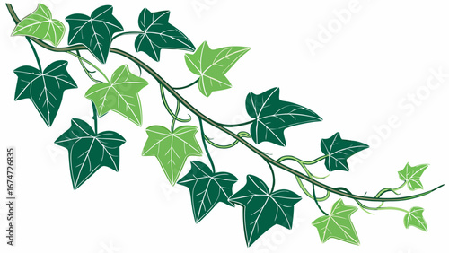 Green ivy vine with fresh leaves, natural plant border, organic growth, spring summer nature background, decorative element