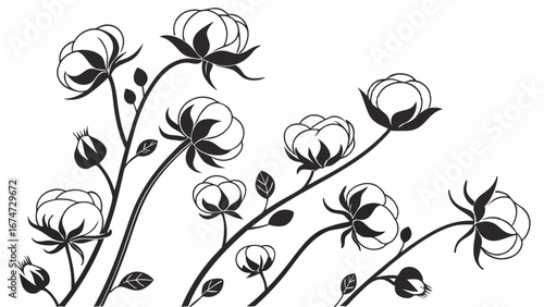 Black and white cotton plant branches with fluffy bolls vector illustration. Organic natural textile design background.