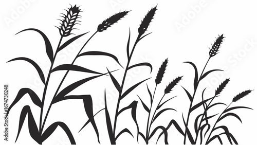 Grain field silhouette. Agricultural wheat crops and plants growing for harvest. Farming nature food background.