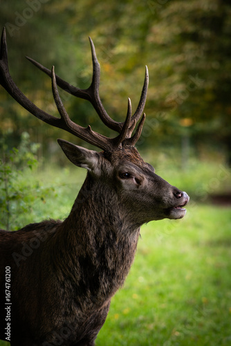 Deer Portrait
