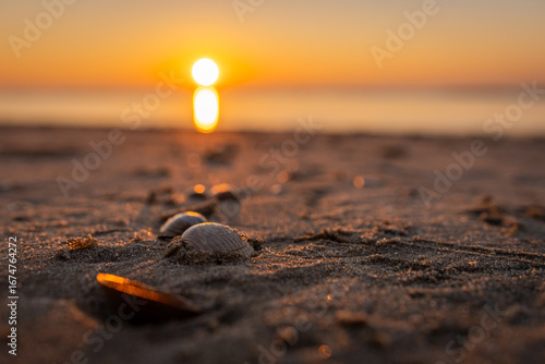 Beach Sunset Shells