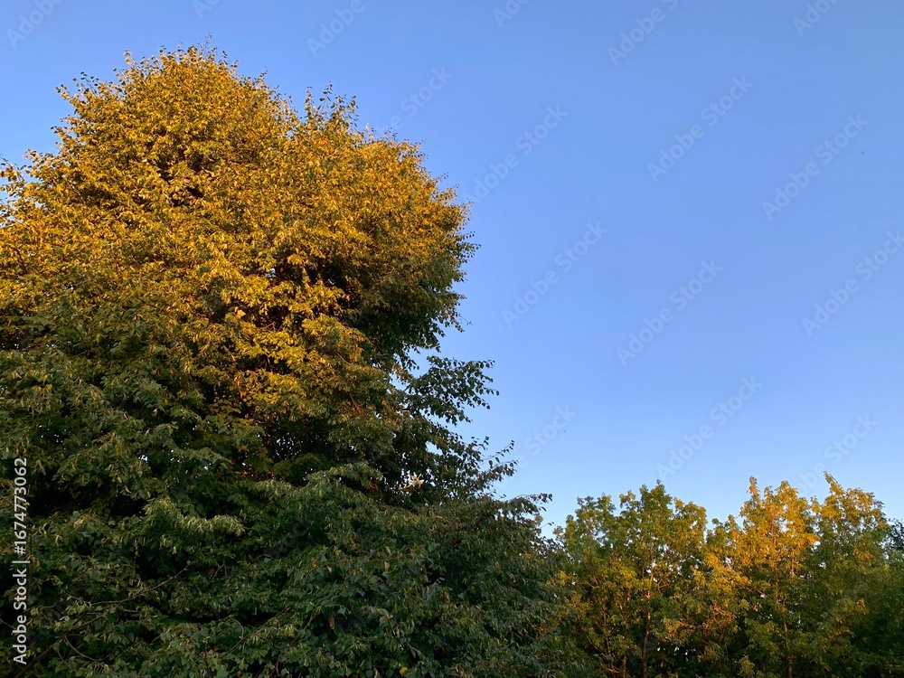 Fototapeta premium Green crown of linden. The warm rays of the sun shine on the tree. Golden Hour. Warm sunlight. Medicinal plant. A green tree against the background of a blue sky. 