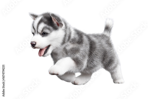 Cute puppy in running pose transparent background