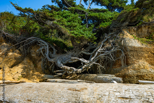 Tree of Life in Olympic National Park