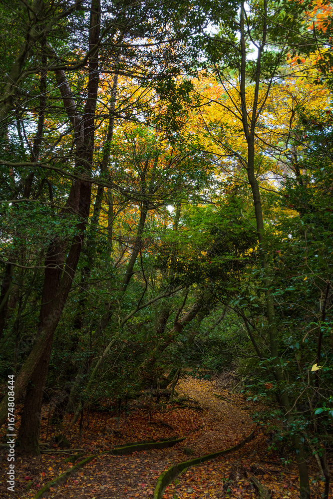 Fototapeta premium 日本の風景・秋 香川県小豆島 紅葉の寒霞渓 星ヶ城登山道