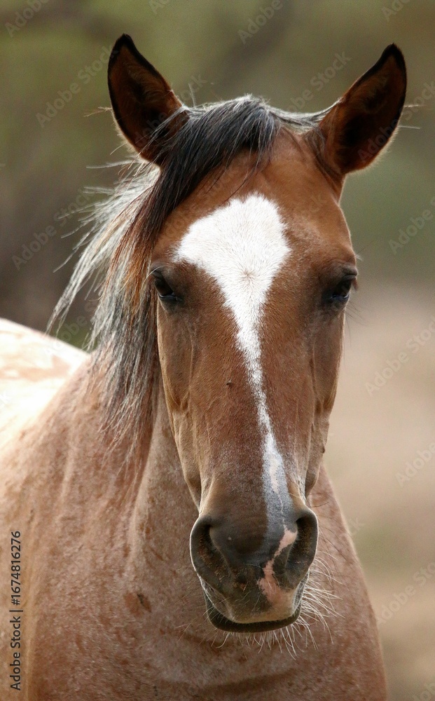 Fototapeta premium Portrait of a Wild Horse 