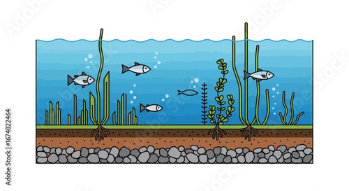 Underwater ecosystem illustration of fish swimming in a clear blue aquatic environment with aquatic plants and a gravel bottom