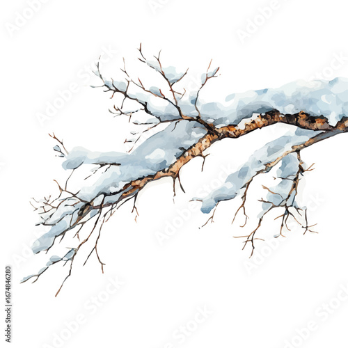 watercolor of Snow-covered Branches Closeup, vector, isolated on a white background.