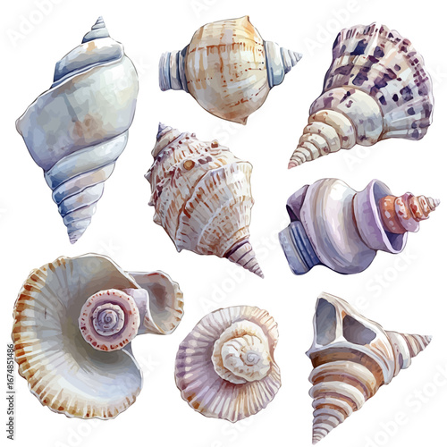 Seashell Collection, watercolor vector, isolated on a white background.