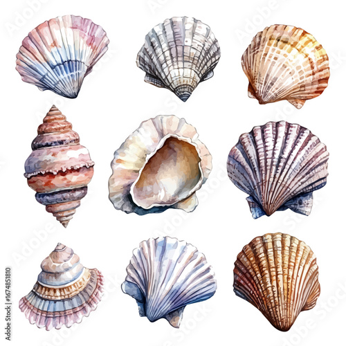 Seashell Collection, watercolor clipart vector, isolated on a white background.
