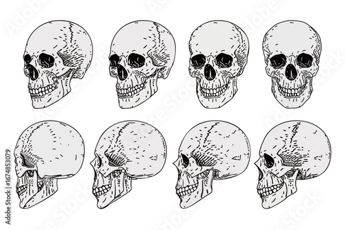 ガイコツ ベクターイラスト