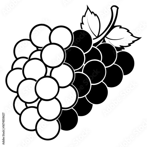 Black Grapes Fruit Line Art Vector Illustration on White Background