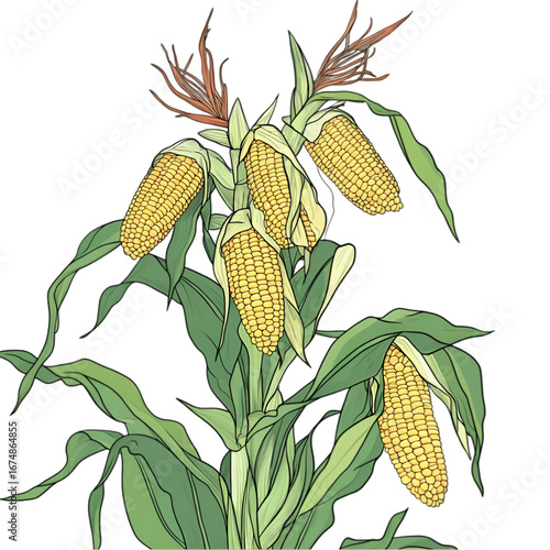 Corn cob PNG cutout isolated on white and transparent background. corn cob, fresh corn, corn PNG, corn cutout, isolated corn, corn on white, corn transparent background, sweet corn, organic corn.