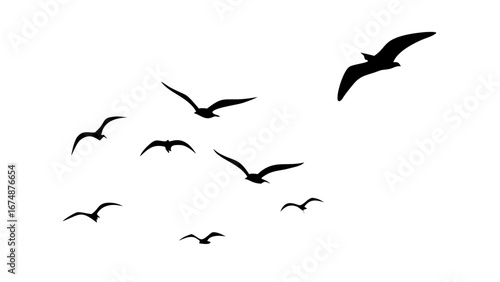 Flock of soaring birds flying wings
