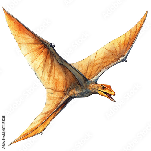 Pteranodon, watercolor painting vector, isolated on a white background.
