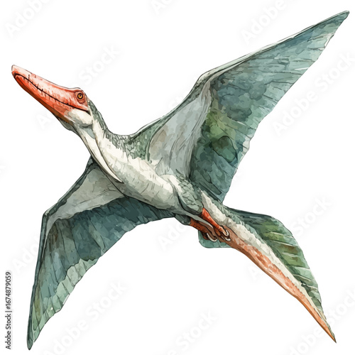 watercolor of Pteranodon, vector, isolated on a white background.
