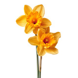 Two vibrant yellow daffodils isolated on transparent background.