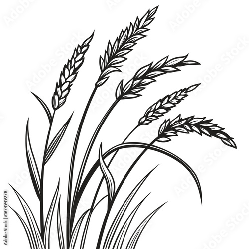 Black and White Wheat Field Mockup Illustration with Growing Grains