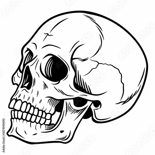 Skull Mockup A Detailed Line Art Illustration
