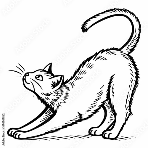 A black and white line drawing of a domestic cat stretching its body upwards, showcasing its flexibility and graceful posture