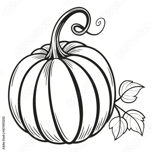 A delightful and classic illustration of a plump pumpkin with a curly stem and delicate leaves, perfect for autumn and harvest themes