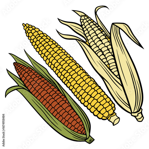corn on the cob and beautiful, corn, food, vegetable, cob, maize, isolated, yellow, agriculture, grain, crop, fresh