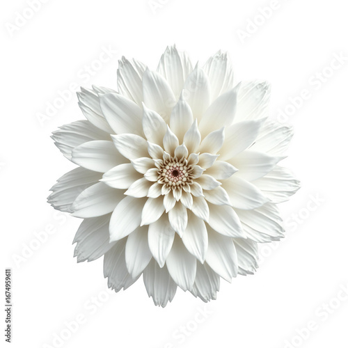 Wallpaper Mural A detailed close-up view of a beautiful, symmetrical white flower, set against a stark black background. Torontodigital.ca