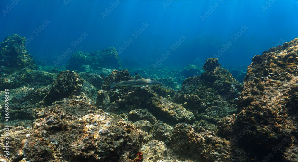 Fototapeta premium Underwater photography of in the shallow tropical waters. Blacktip reef shark in rays of sunlight. Off the coast of the island Koh Lanta in Thailand. 