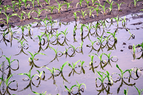 Heavy localized spring rains left an emerging corn crop partially submerged on a north central Illinois farm. Westher events such as heavy thuderstorms can challenge and even compromise crop yields.