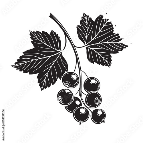Black zinfandel grapes Silhouette Vector, High Quality Illustration on White Background