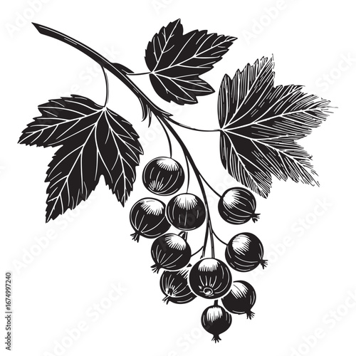Black zinfandel grapes Silhouette Vector, High Quality Illustration on White Background