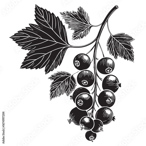 Black zinfandel grapes Silhouette Vector, High Quality Illustration on White Background