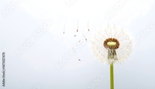 Wallpaper Mural Lone dandelion seed flight Torontodigital.ca