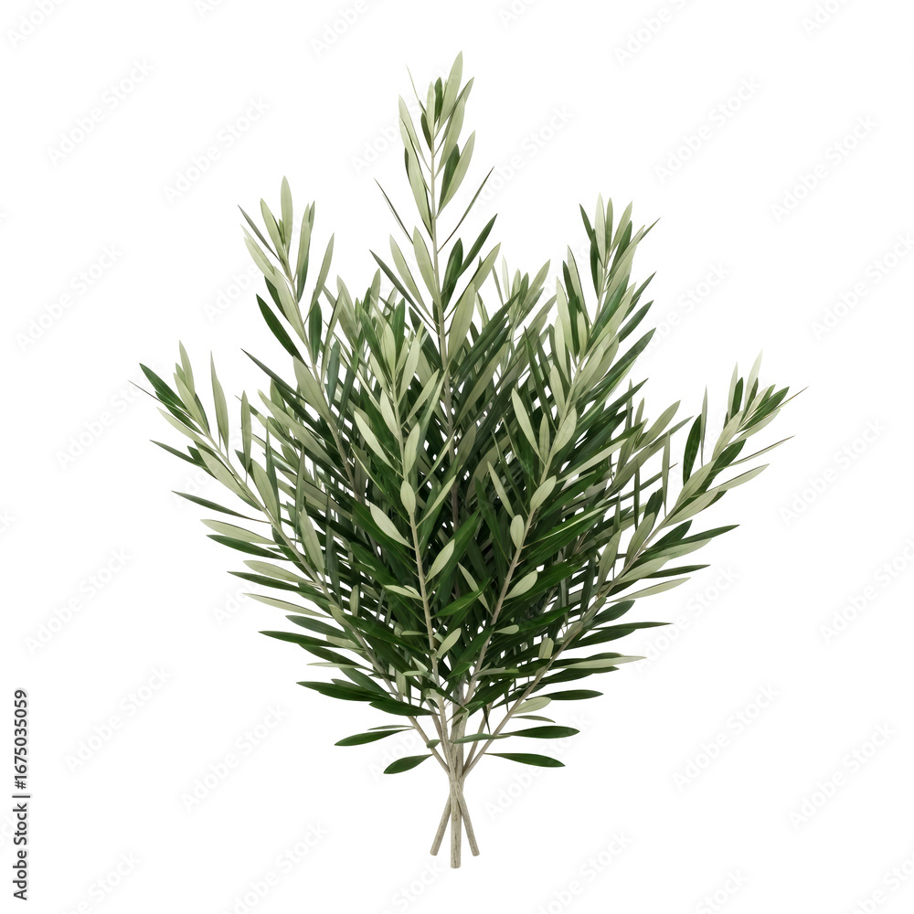 Fototapeta premium olive branch bouquet peace, abundance, and mediterranean elegance