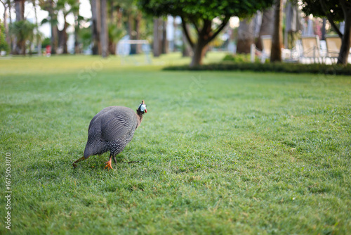 Bird fowl walking on a colorful lanscaped area with trimmed lawn and trees in the background.