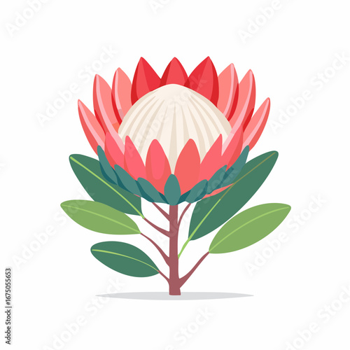 Colorful King Protea Illustration