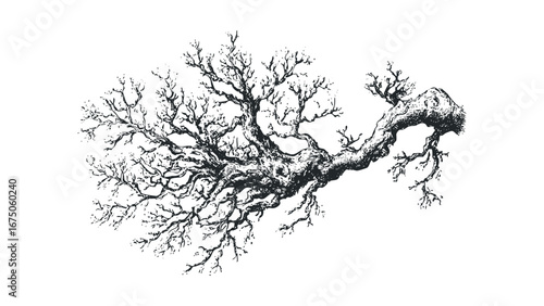 Detailed sketch of an old gnarled tree branch reaching out. Vector hand drawn illustration