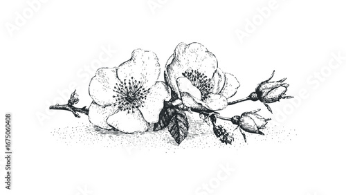 Vintage botanical sketch of blooming roses and unopened buds on a textured surface. Vector hand drawn illustration