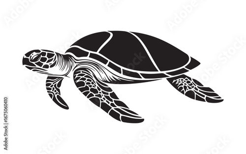 turtle on the water