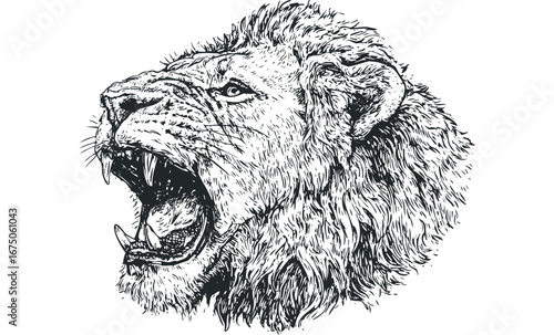 Ferocious Lion Roaring Profile Sketch with Sharp Teeth Visible. Vector hand drawn illustration