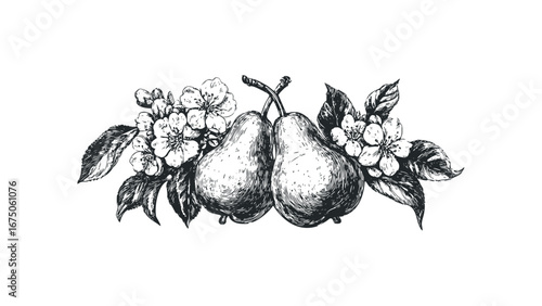 Pears and Cherry Blossoms Hand-Drawn Sketch. Vector hand drawn illustration