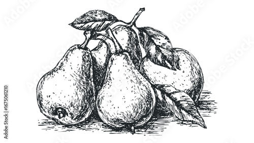 Ink sketch of ripe pears with leaves on a plain background. Vector hand drawn illustration