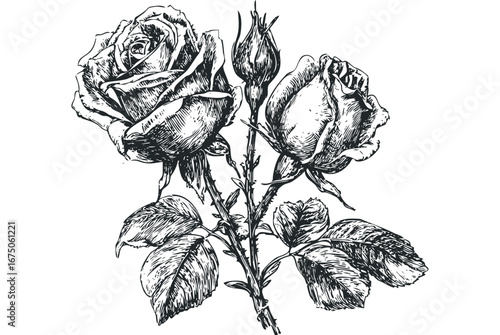 Detailed black and white sketch of two blooming roses and buds on a thorny stem. Vector hand drawn illustration
