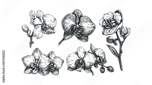 Detailed sketch of multiple blooming orchid flowers and buds on stems. Vector hand drawn illustration