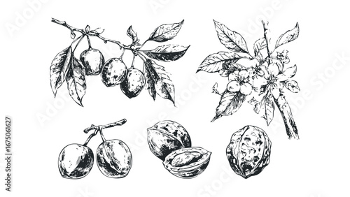 Hand drawn botanical sketches of plums on branches and whole walnuts. Vector hand drawn illustration